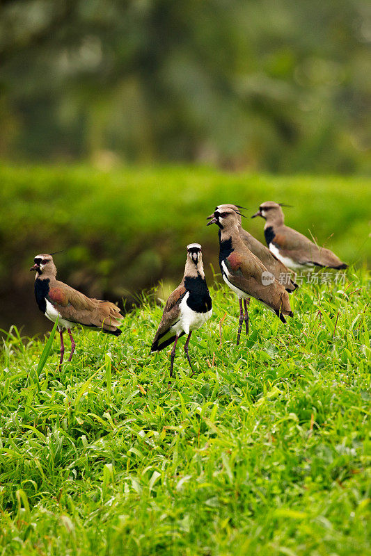 一群南田凫鸟(Vanellus chilensis)在一个郁郁葱葱的绿色田野，哥斯达黎加